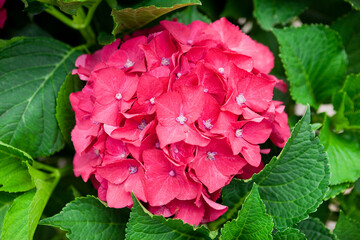 紅色の紫陽花のクローズアップ	
