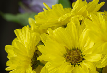 Bright yellow cut flowers with out of focus green and purple background.

