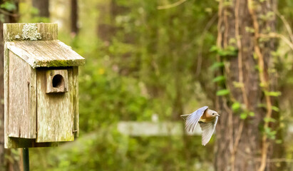Southeastern Bluebird in Springtime Nesting