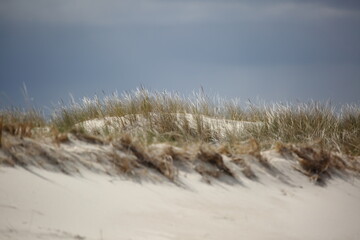 Fototapeta na wymiar sand dunes and grass