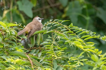 yellow-vented bulbul perched on branch in nature