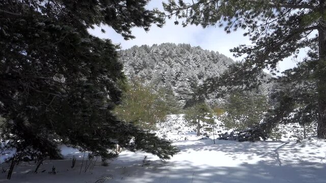 pine forest snow covered in Sicily mountains of Etna Park 