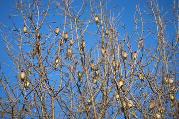 Cedar waxwings in an oak tree