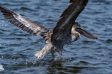 Brown Pelican Landing 2