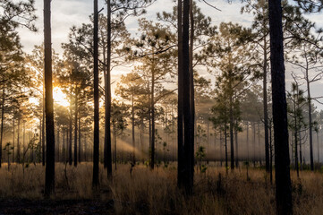 Fototapeta na wymiar Misty Sunrise in Longleaf Pine Savanna 4