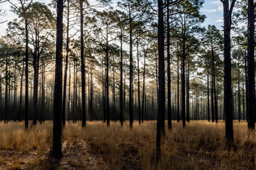 Fototapeta na wymiar Misty Sunrise in Longleaf Pine Savanna 3