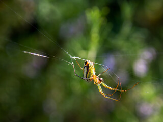 Macro photography of an orchard spider hanging from its lines, captured in a garden near the colonial town of Villa de Leyva, Colombia.