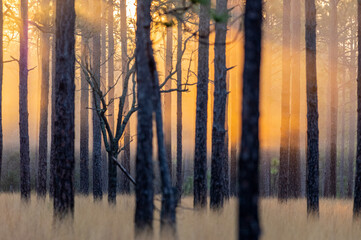 Foggy Forest Sunrise