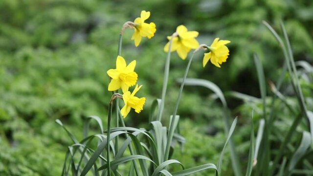 Daffodils blowing gently in the breeze in an English country garden 