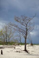 dead tree on the beach