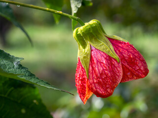 Macro photography of a red abutilon flower fully open, captured in a garden near the colonial town of Villa de Leyva, Colombia.