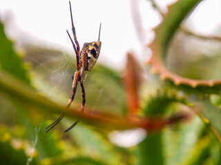 Macro photography of a silver argiope spider hanging from its web in a candelabra aloe plant, captured in a garden near the colonial town of Villa de Leyva, Colombia.