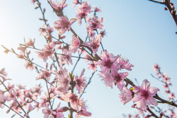 background with peach blossom and blue sky in spring