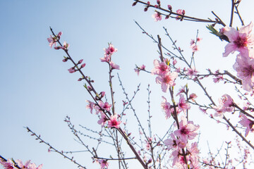 background with peach blossom and blue sky in spring