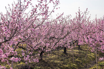 background with peach blossom in spring