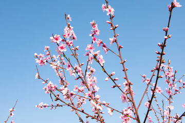 background with peach blossom and blue sky in spring