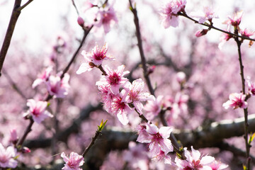 Obraz na płótnie Canvas background with peach blossom in spring