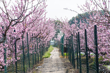 background with peach blossom in spring