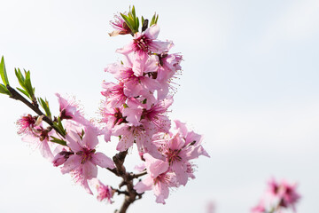 background with peach blossom in spring