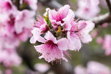 background with peach blossom in spring