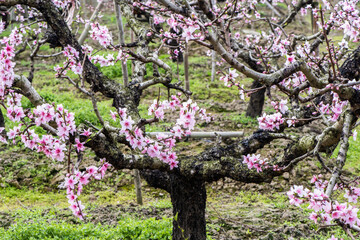 background with peach blossom in spring