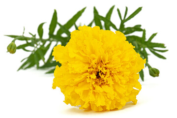 Yellow flower of marigold (lat. Tagetes), isolated on white background