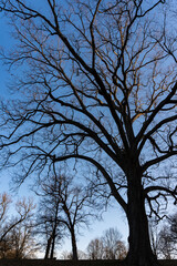 Vertical image of tree branches against the blue sky at dusk in winter