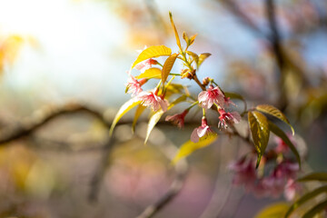 Sakura flowers blooming blossom in Chiang Mai, Thailand