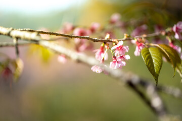 Sakura flowers blooming blossom in Chiang Mai, Thailand