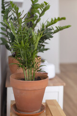 Green houseplant in a clay pot in a minimalistic Scandinavian style apartment.