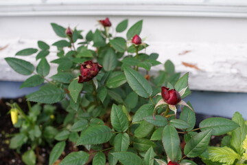 ミニバラ　薔薇　ガーデニング 　花壇　庭　