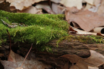 green forest moss