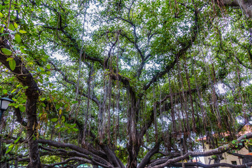 The Banyan Tree in The Courthouse Square is The Largest Tree in The United States, Lahaina, Maui, Hawaii, USA