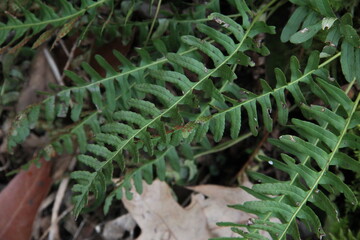 fern leaf in the forest