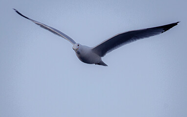 seagull in flight