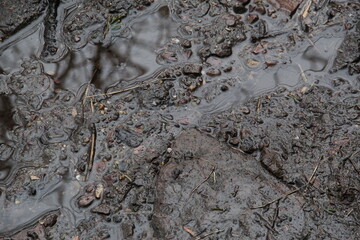 rainy day mud season in the forest