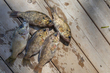 fish on wooden deck