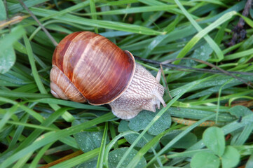 Garden snail (Helix aspersa)