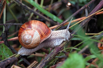 Garden snail (Helix aspersa)