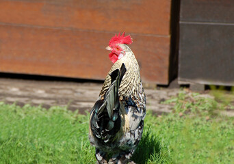 Beautiful rooster in grass