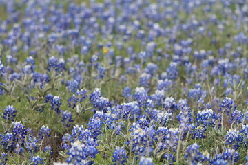Texas Bluebonnets