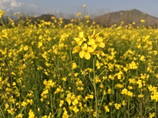 field of mustard with yellow flowers