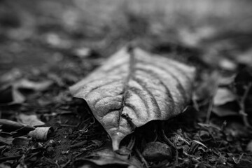 Leaf on the ground
