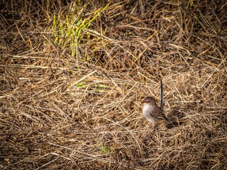 Fairy Wren
