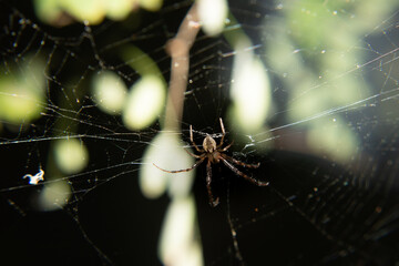Spider on web
