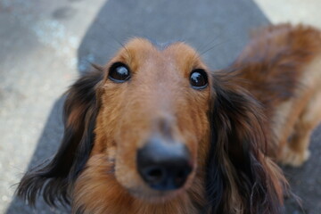 犬　森　散歩　ミニチュアダックス　可愛い　散策　ノーリード