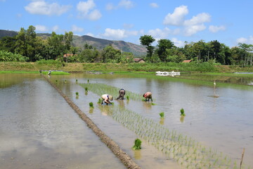 farmer on the field,  rural and view in indonesia