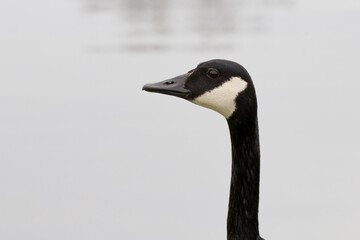 Canada Goose portrait. Head and neck closeup with a grey background. Humorous photo that resembles a profile mug shot.