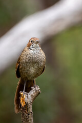 A medium-sized, ground-dwelling thrushlike Australian bird with short rounded wings and a long tail known as the Rufous Bristlebird (Dasyornis broadbenti).