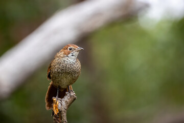 A medium-sized, ground-dwelling thrushlike Australian bird with short rounded wings and a long tail known as the Rufous Bristlebird (Dasyornis broadbenti).